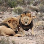 Home full day safari