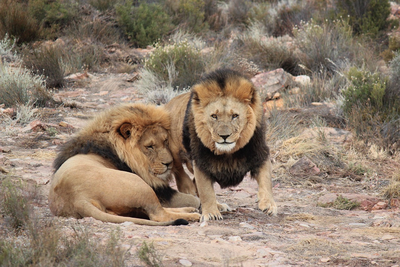 full day safari